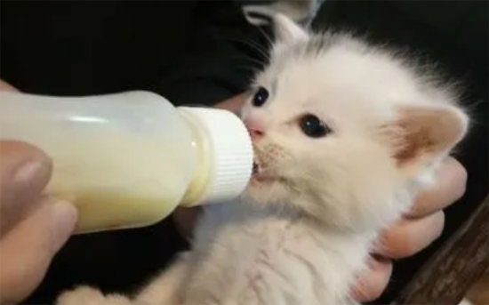 没断奶的小猫怎么养活