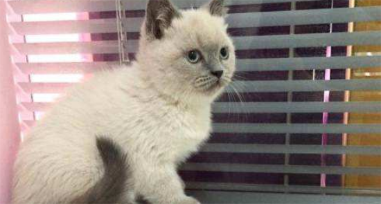 没有猫粮可以给猫吃什么应急