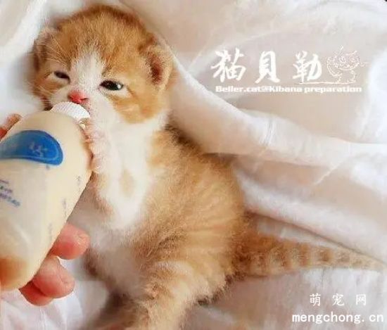 没有羊奶粉可以用什么代替给小猫吃?