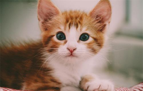没满月的猫咪吃什么?