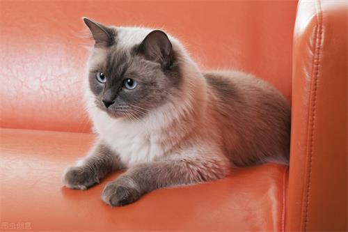 治疗猫藓容易吗？