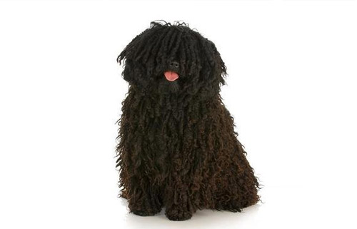  波利犬的特点 特别忠实于主人