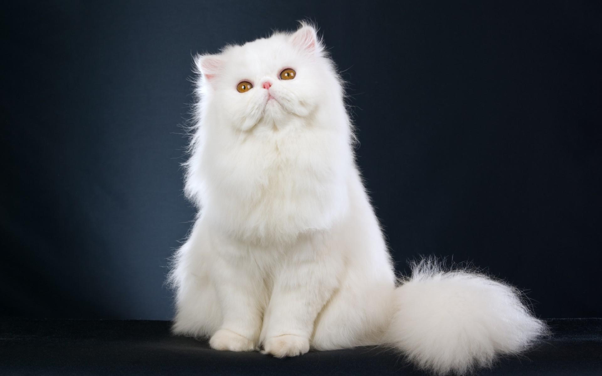 波斯猫