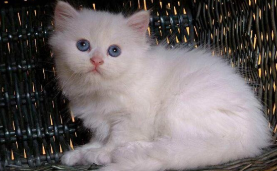 波斯猫中暑怎么办