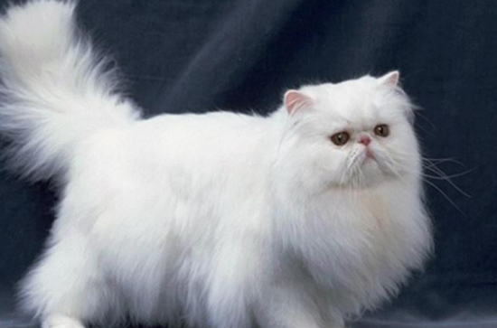 波斯猫呕吐吃什么药 波斯猫呕吐原因介绍