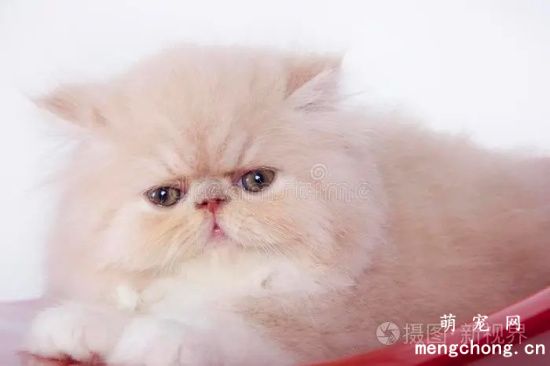 波斯猫喂食需要注意什么？