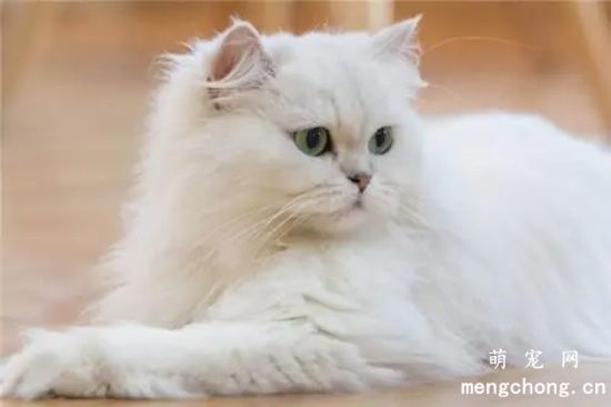 波斯猫好养吗？
