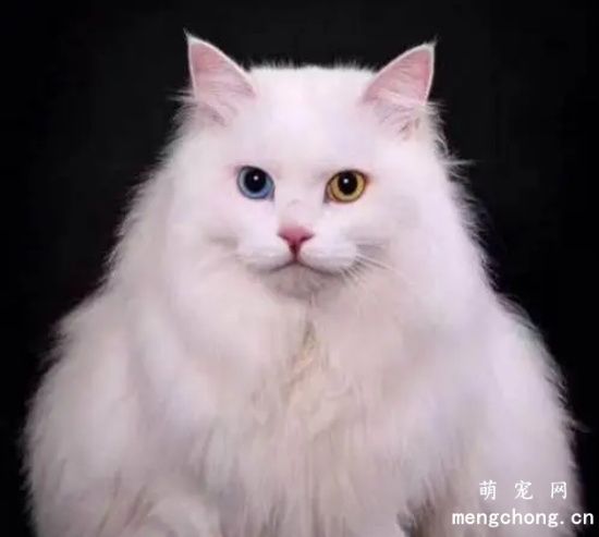 波斯猫好养吗？