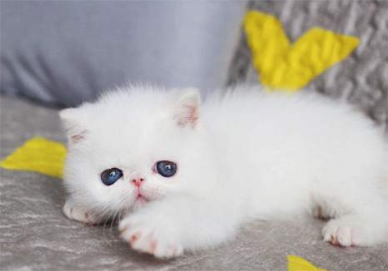 波斯猫幼猫感冒怎么办 