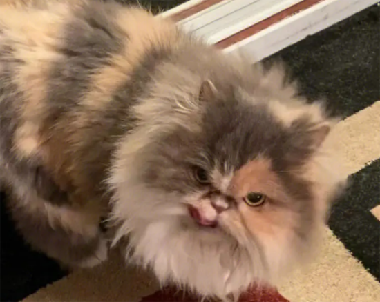 波斯猫拉肚子怎么办 波斯猫拉肚子解决办法