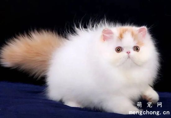 波斯猫是哪个国家的品种 它的起源你知道吗