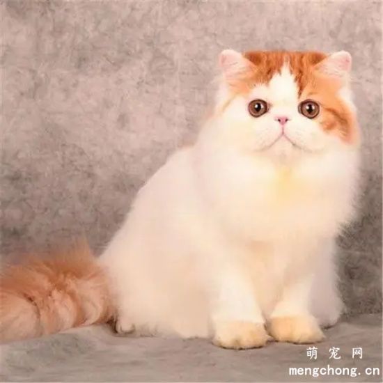 波斯猫的性格特征有哪些？