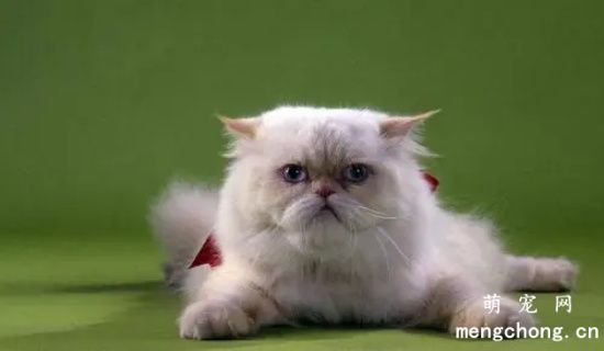 波斯猫的饮食要注意什么？