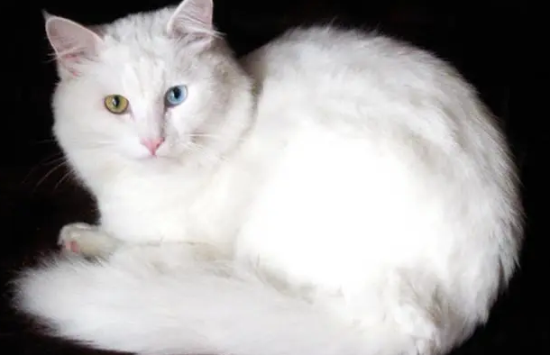 波斯猫眼睛为什么颜色不一样?