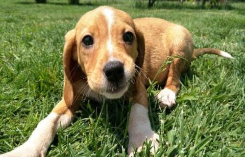 波萨维茨猎犬价格及训练方法(图1) 波萨维茨猎犬价格及训练方法