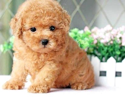泰迪犬多少钱一只？值得购买吗？(图1)