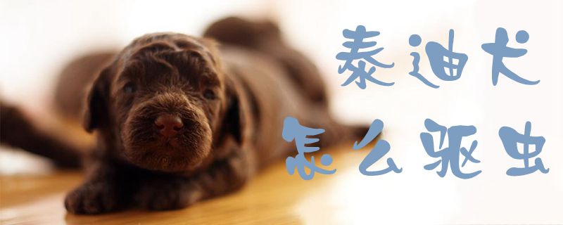 泰迪犬怎样驱虫1
