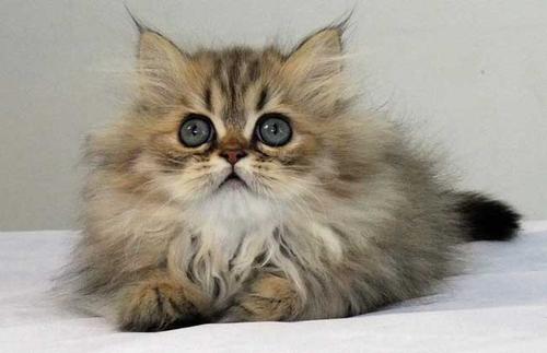流浪猫捡回来必做的几件事