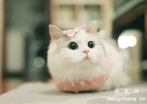 海豹猫是什么品种?