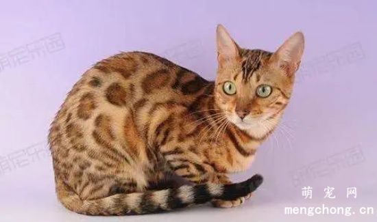 澳大利亚土生土长的雾猫性格特点