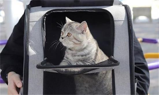 火车可以带宠物猫吗