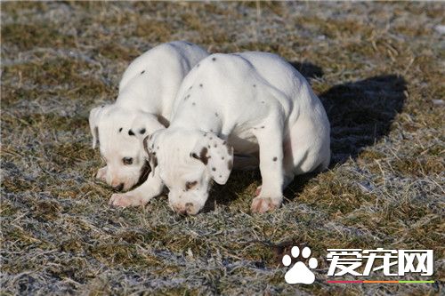 灵缇狗怎样熟习捕兔子 3到4个月不妨干猎兔熟习