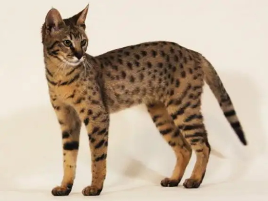 热带草原猫咳嗽怎么办