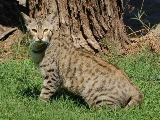 热带草原猫尿道炎如何治疗