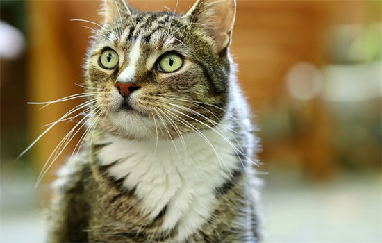 热带草原猫