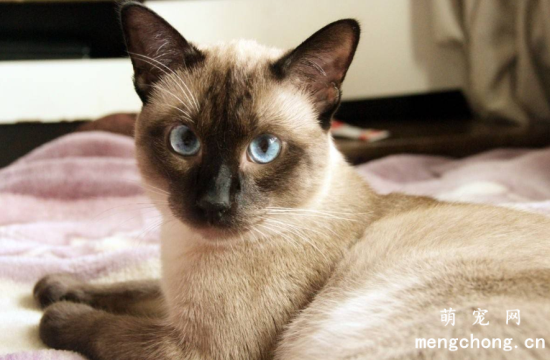 爱猫族饲养猫咪的七大难题