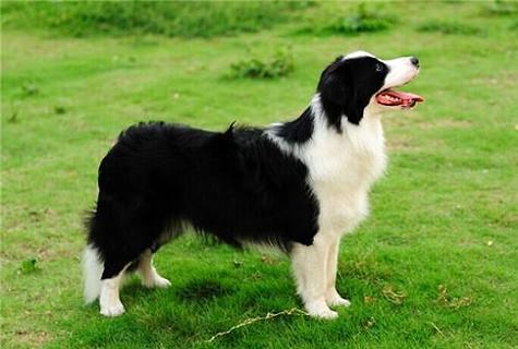 牧羊犬怎么训练睡觉?为什么要让其有足够的睡眠?(图1) 牧羊犬怎么训练睡觉?为什么要让其有足够的睡眠?(图1)