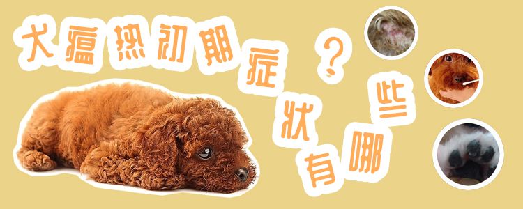 犬瘟热初期症候有哪些