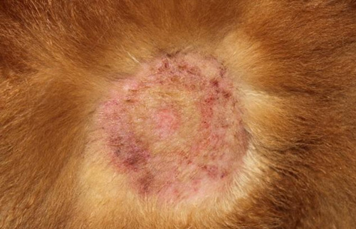 犬皮肤瘙痒症有哪些症状表现?(图1) 犬皮肤瘙痒症有哪些症状表现?