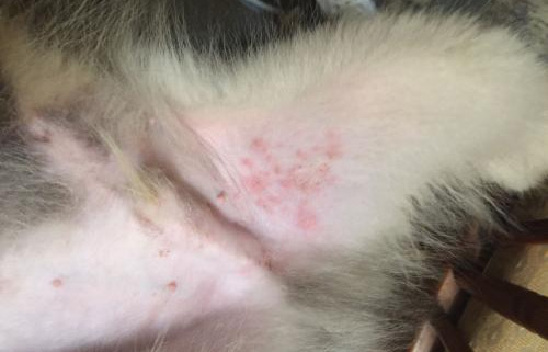 犬真菌性皮肤病原因|诊断|预防及治疗方法(图1) 犬真菌性皮肤病原因|诊断|预防及治疗方法