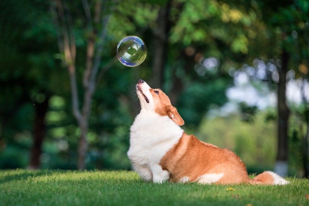 犬脊椎炎