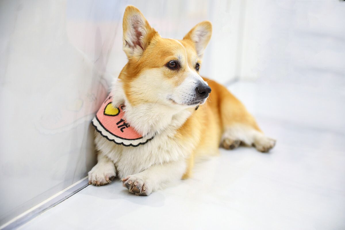 犬腰椎间盘突出
