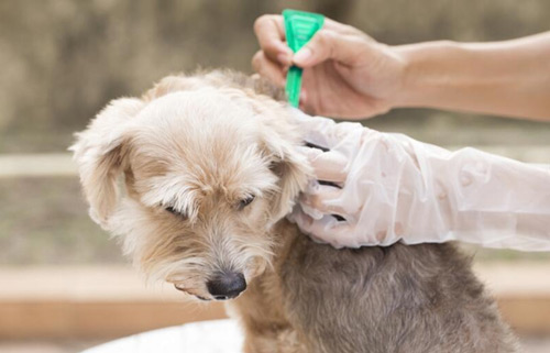 犬落基山斑疹热原因|诊断|预防及治疗方法(图1) 犬落基山斑疹热原因|诊断|预防及治疗方法
