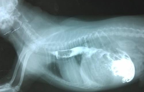 犬食道异物诊断及治疗方法(图1) 犬食道异物诊断及治疗方法