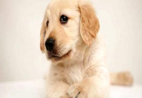 狗为什么喜佳吃骨头 