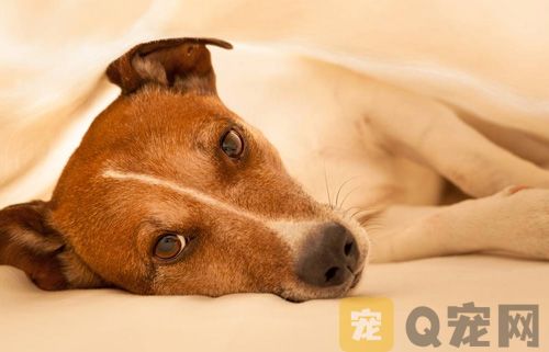 狗冠状病毒过几天就安全了