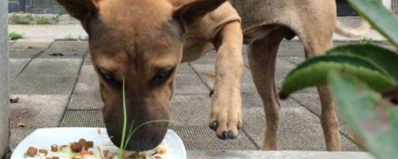 狗狗不妨吃猪肝吗