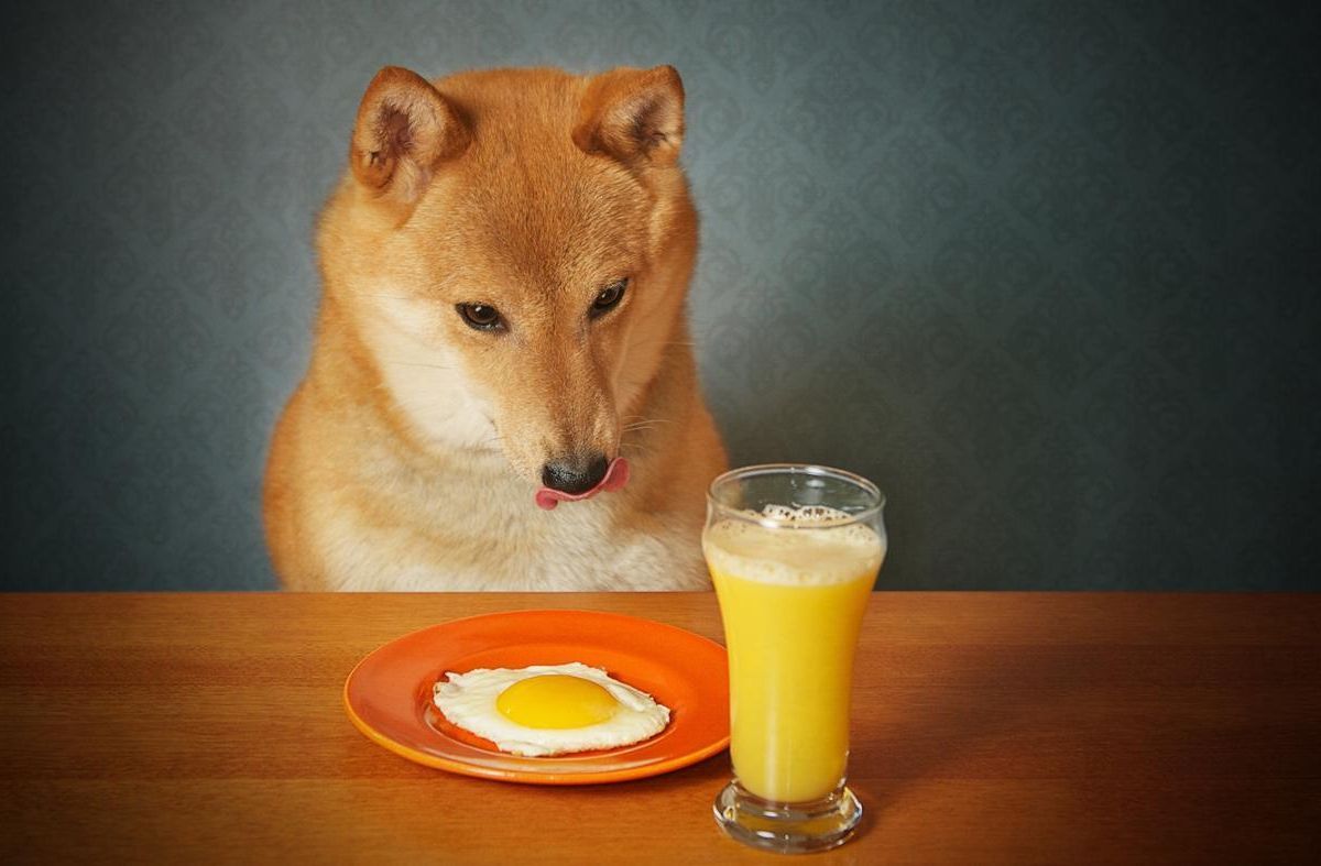 狗狗吃太饱了怎么办