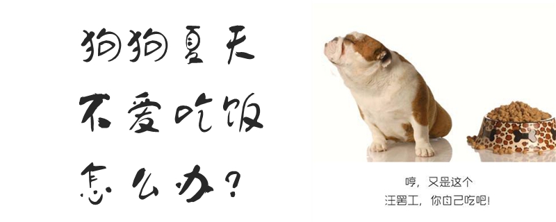 狗狗夏天不爱用饭怎样办