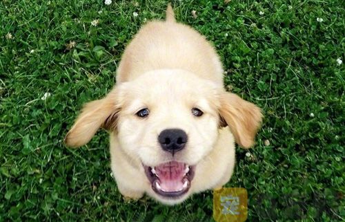 狗狗眼睛能滴眼药水滴眼液吗？