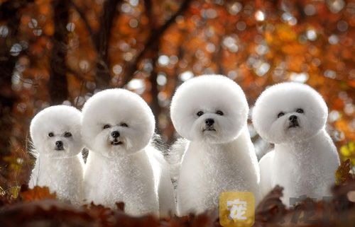 狗狗眼睛里的分泌物是怎么回事？