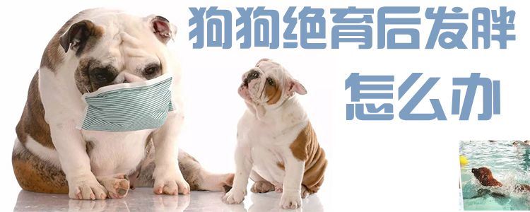 狗狗绝育后发肥怎样办