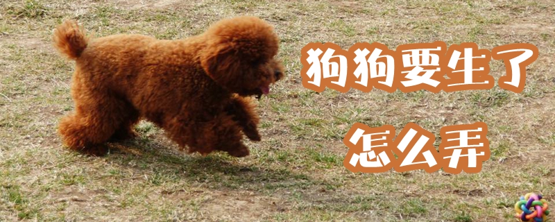狗狗要生了怎样弄