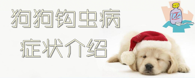 狗狗钩虫病的症候引见