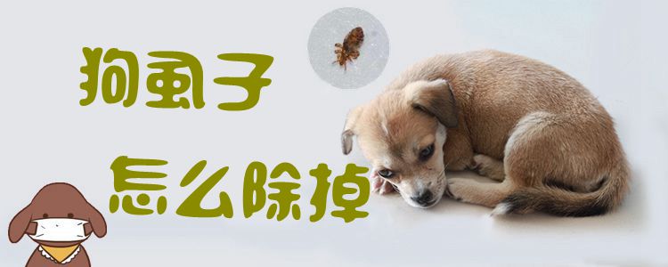 狗虱子怎样撤除1