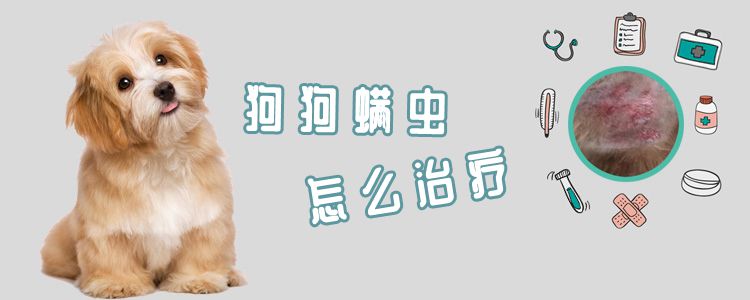 狗狗螨虫怎样调节